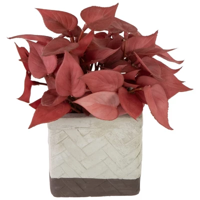 Northlight Real Touch™ Brick Red Artificial Peperomia Plant In Square Lattice Designed Pot - 7 " - Image 2