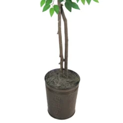 6' Artificial Ficus Tree In Embossed Metal Base (Round) – LCG Florals