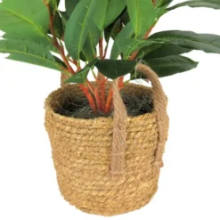 27" X 14" Artificial Rubber Plant In Boho Basket Cream - LCG Florals