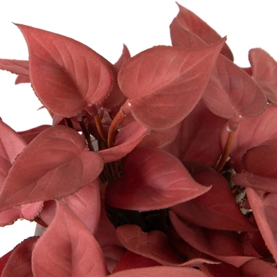 Northlight Real Touch™ Brick Red Artificial Peperomia Plant In Square Lattice Designed Pot - 7 " - Image 5